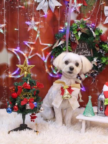 20231215むぎまるくん